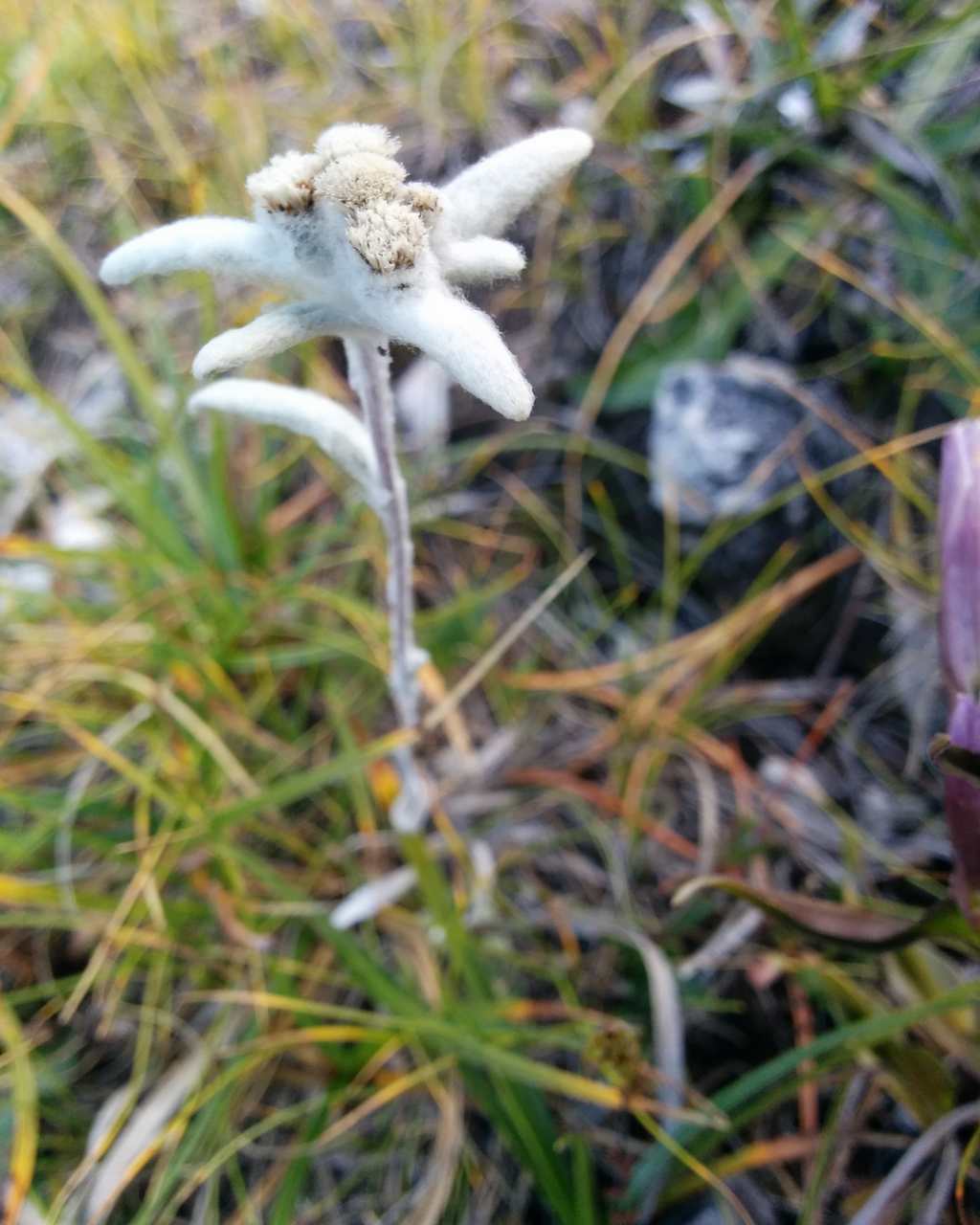 Leontopodium alpinum